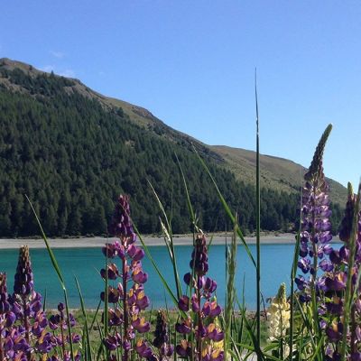 Lake Tekapo lupinen overlooking lake