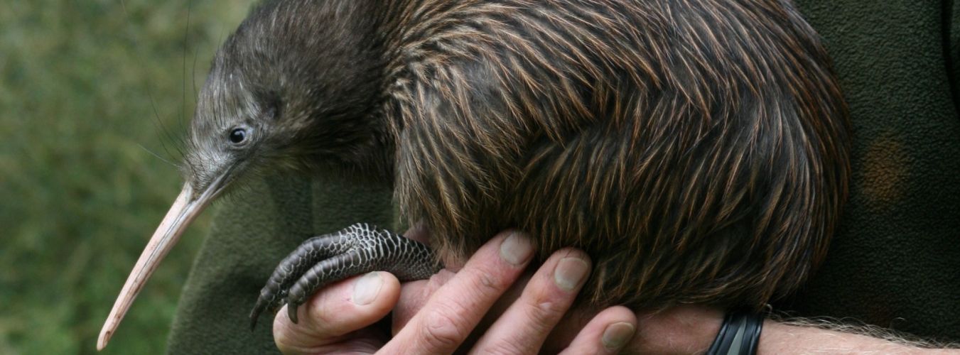 Otorohanga Kiwi House and Native Bird Park